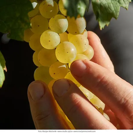 Wine Grower's Mansion Zlati Gric * Slovenske Konjice