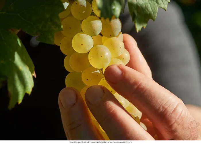 Wine Grower's Mansion Zlati Gric * Slovenske Konjice